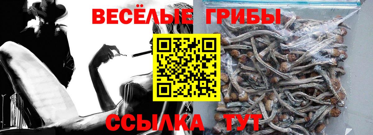 Ярославль  Псилоцибиновые грибы Psilocybe  Вход с VPN 